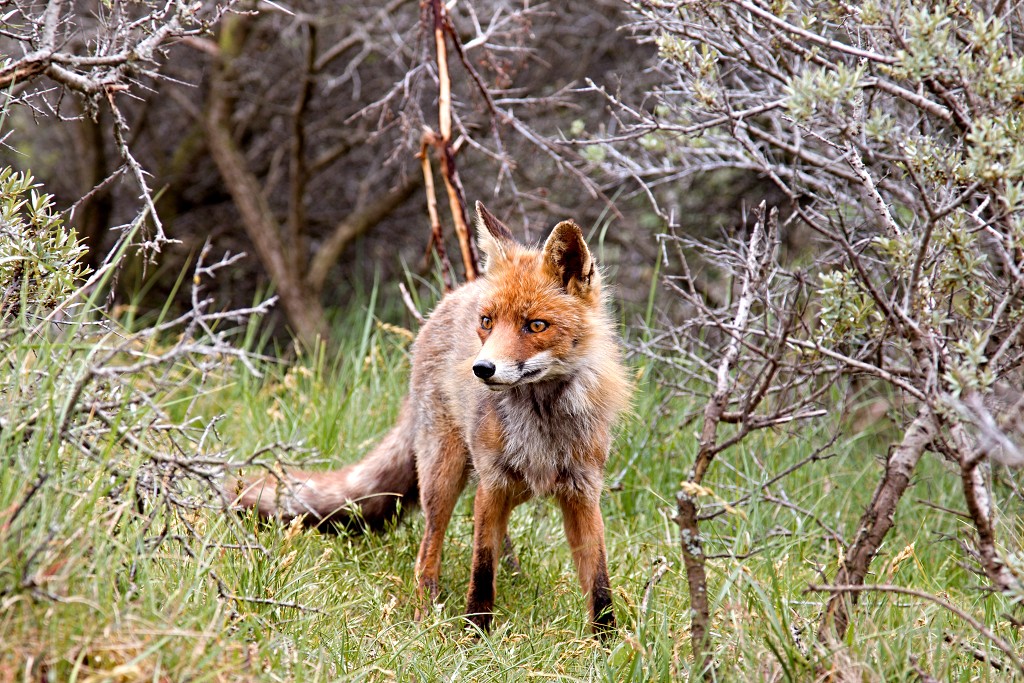 AWD Amsterdamse Waterleidingduinen natuurgebied polder bos vos hert herten damhert duinen zandvoort waterwingebied